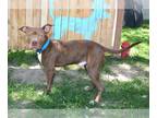American Pit Bull Terrier Mix DOG FOR ADOPTION RGADN-1379230 - TWIX - Pit Bull