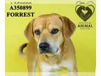 Beagle DOG FOR ADOPTION RGADN-1379238 - FORREST - Beagle (medium coat) Dog For
