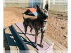 Mix DOG FOR ADOPTION RGADN-1379242 - MILO - Dutch Shepherd (medium coat) Dog