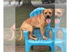Mastiff Mix DOG FOR ADOPTION RGADN-1379243 - JORAH JIREH - Mastiff / Mixed