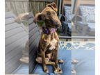 Italian Greyhound Mix DOG FOR ADOPTION RGADN-1379266 - Tater - Adoption