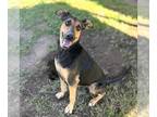 Doberman Pinscher Mix DOG FOR ADOPTION RGADN-1379270 - *CICI - Doberman Pinscher