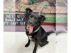 Chow Chow-Retriever Mix DOG FOR ADOPTION RGADN-1379279 - Flo - Retriever / Chow