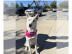 Huskies -Siberian Husky Mix DOG FOR ADOPTION RGADN-1379280 - Allie - Husky /