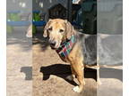 Basset Hound-German Shepherd Dog Mix DOG FOR ADOPTION RGADN-1379283 - Louie -