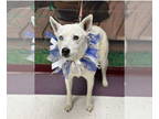 Huskies Mix DOG FOR ADOPTION RGADN-1379285 - Pumpkin - Husky / Mixed (medium