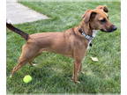 Greyhound Mix DOG FOR ADOPTION RGADN-1379293 - Roxanne - Greyhound / Mixed Dog