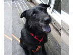 Labrador Retriever Mix DOG FOR ADOPTION RGADN-1379298 - Buddy - Schnauzer /