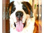 Saint Bernard DOG FOR ADOPTION RGADN-1379299 - Gustavo - Saint Bernard Dog For