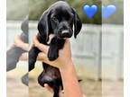 Beagle-Boykin Spaniel Mix DOG FOR ADOPTION RGADN-1379300 - Galaxy (Space Litter)