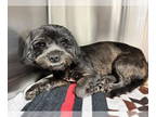 Havashu DOG FOR ADOPTION RGADN-1379313 - Brittany - Havanese / Shih Tzu / Mixed