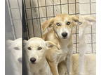 Huskies -Redbone Coonhound Mix DOG FOR ADOPTION RGADN-1379319 - Raegan - Husky /