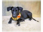 Labrador Retriever Mix DOG FOR ADOPTION RGADN-1379334 - Olive - Labrador