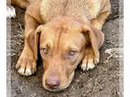 Rhodesian Ridgeback-Vizsla Mix DOG FOR ADOPTION RGADN-1379338 - Hayden - Vizsla