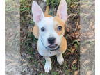 Boston Terrier Mix DOG FOR ADOPTION RGADN-1379347 - Piper - Boston Terrier /