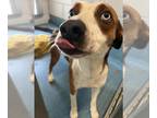 Beagle Mix DOG FOR ADOPTION RGADN-1379365 - BOO - Terrier / Beagle / Mixed