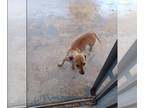 Dachshund DOG FOR ADOPTION RGADN-1379367 - BUBBLES DAFFY - Dachshund (medium