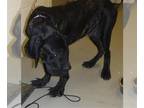 Mastador DOG FOR ADOPTION RGADN-1379372 - METRO - Labrador Retriever / Mastiff /