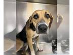 Beagle Mix DOG FOR ADOPTION RGADN-1379379 - WIGGLES - Beagle / Mixed (medium