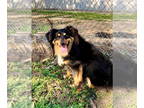 Australian Shepherd DOG FOR ADOPTION RGADN-1379383 - Bambi - Australian Shepherd