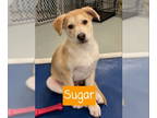 Huskies -Retriever Mix DOG FOR ADOPTION RGADN-1379384 - Sugar- In A Foster Home