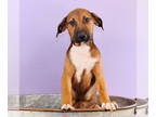 Greater Swiss Mountain Dog-Treeing Walker Coonhound Mix DOG FOR ADOPTION
