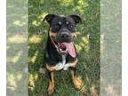 Rottweiler Mix DOG FOR ADOPTION RGADN-1379392 - EMILIO - Rottweiler / Mixed