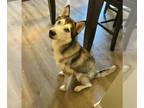 Mix DOG FOR ADOPTION RGADN-1379394 - SKY - Husky (medium coat) Dog For