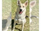 German Shepherd Dog-Huskies Mix DOG FOR ADOPTION RGADN-1379415 - Annabell -