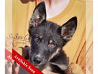 Huskies Mix DOG FOR ADOPTION RGADN-1379417 - Ada - Belgian Shepherd Malinois /