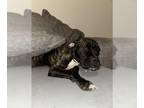 Boxer Mix DOG FOR ADOPTION RGADN-1379444 - WINNIE - Boxer / Mixed (medium coat)