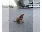 Rhodesian Ridgeback DOG FOR ADOPTION RGADN-1379447 - KAI - Rhodesian Ridgeback