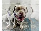 American Staffordshire Terrier DOG FOR ADOPTION RGADN-1379458 - LOCKE - American