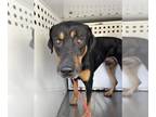 Doberman Pinscher DOG FOR ADOPTION RGADN-1379460 - BIGGIE POP - Doberman