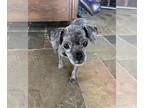 Shih Tzu DOG FOR ADOPTION RGADN-1379470 - HILDA - Shih Tzu (medium coat) Dog For