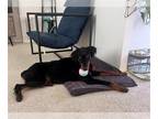 Doberman Pinscher Mix DOG FOR ADOPTION RGADN-1379471 - AXL - Doberman Pinscher /