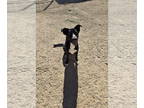 Huskies Mix DOG FOR ADOPTION RGADN-1379474 - Socks - Shepherd / Husky / Mixed