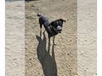 Huskies Mix DOG FOR ADOPTION RGADN-1379475 - Shy - Shepherd / Husky / Mixed