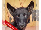 Huskies Mix DOG FOR ADOPTION RGADN-1379478 - Gretel - Belgian Shepherd Malinois
