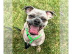 Shih Tzu DOG FOR ADOPTION RGADN-1379480 - Sonny - Shih Tzu Dog For Adoption