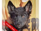 Huskies Mix DOG FOR ADOPTION RGADN-1379482 - Hansel - Belgian Shepherd Malinois