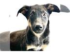 German Shepherd Dog Mix DOG FOR ADOPTION RGADN-1379492 - *VIVI - German Shepherd