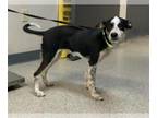 German Shorthaired Pointer Mix DOG FOR ADOPTION RGADN-1379502 - *WIGGLES -
