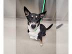 Mix DOG FOR ADOPTION RGADN-1379514 - *AUDREY - Husky (medium coat) Dog For