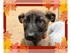 German Shepherd Dog Mix DOG FOR ADOPTION RGADN-1379518 - THALIA - Belgian