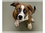 Boxer Mix DOG FOR ADOPTION RGADN-1379522 - SKY - Boxer / Mixed (short coat) Dog