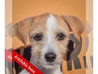 Parson Russell Terrier Mix DOG FOR ADOPTION RGADN-1379538 - Larry - Parson