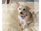 Jack Russell Terrier Mix DOG FOR ADOPTION RGADN-1379539 - Juniper - Jack Russell