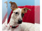 Dachshund Mix DOG FOR ADOPTION RGADN-1379543 - Emily - Dachshund / Fox Terrier /