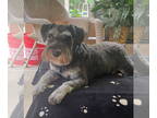 Mix DOG FOR ADOPTION RGADN-1379545 - BRUTUS (SRC#3106) in NORTH CAROLINA -